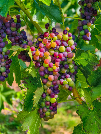 Ripe red wine grapes in a vineyard ready to be harvestedの写真素材