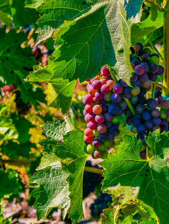 Ripe red wine grapes in a vineyard ready for harvest.の写真素材
