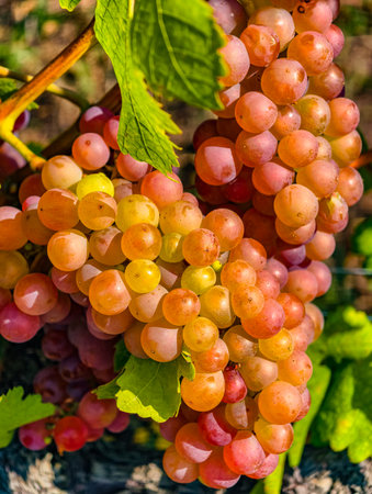 Ripe grapes on vineyards in autumn harvest. Ripe red and white wine grapes in fall harvest timeの写真素材