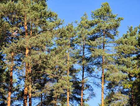 Beautiful Sunlit Pine Forest in Ultra High Resolution – Serene Woodland Landscape with Tall Trees,...