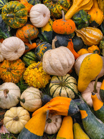 Colorful Pumpkins Gourds Hay Bale Display Autumn Harvest Garden Orange Green Striped Varieties Fall...