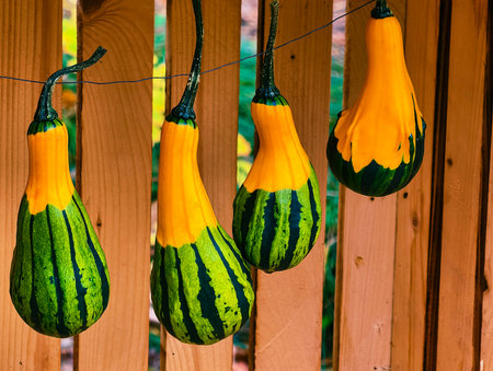 Decorative Striped Gourds Hanging on Wood Fence Autumn Garden Display Orange Green Ornamental Squash Fall Harvest Decorationの写真素材