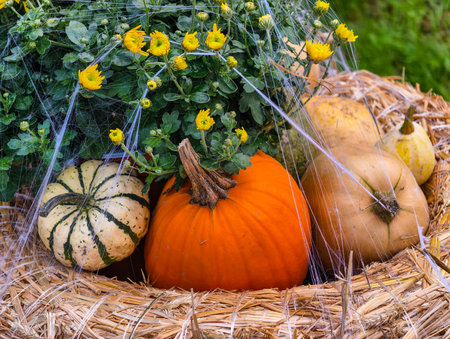 Autumn still life with pumpkins and chrysanthemumsの写真素材