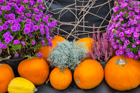 Autumn decoration with pumpkins, flowers and plants on a black backgroundの写真素材