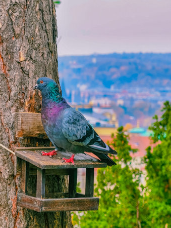 Pigeon sitting on a bird feeder in the city parkの写真素材