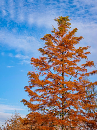 Autumn Tree at Sunset â Vibrant Red and Orange Foliage, Seasonal Nature Scene, Emotional Landscape for Eco and Wellness Campaignsの写真素材