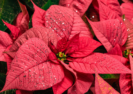 Pink Poinsettia Christmas Flower with Glitter Decoration Close-Up Holiday Background Plant for Festive Seasonal Displayの写真素材
