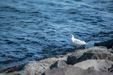 Seagull at Odaiba Marine Park, Daiba, Minato City, Tokyo, Japan