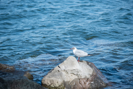 Seagull at Odaiba Marine Park, Daiba, Minato City, Tokyo, Japan