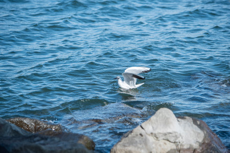 Seagull at Odaiba Marine Park, Daiba, Minato City, Tokyo, Japan