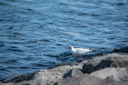 Seagull at Odaiba Marine Park, Daiba, Minato City, Tokyo, Japan
