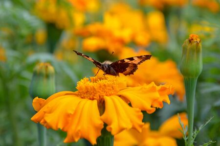 Butterfly with orange wings sits on an orange flowerの写真素材