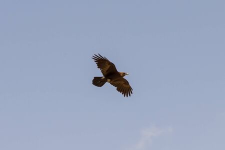 Brown wild desert eagle hawk falcon Peregrinus plumage bird flying and spreading wings over blue skyの写真素材