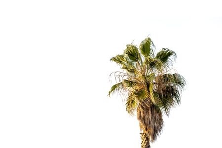Dense green crown of Israeli palm tree isolated on white background.の写真素材