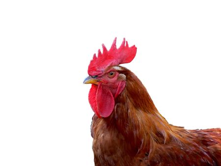 Cock close up isolated on white, horizontalの写真素材