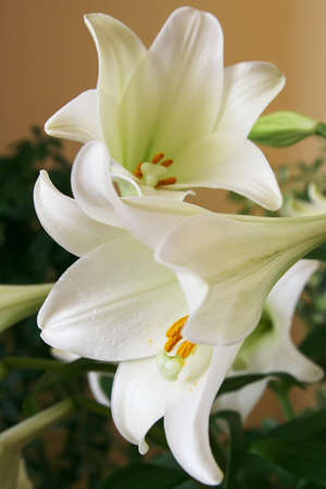 white flower high keyの写真素材