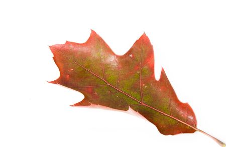 Oak leave isolated on white background