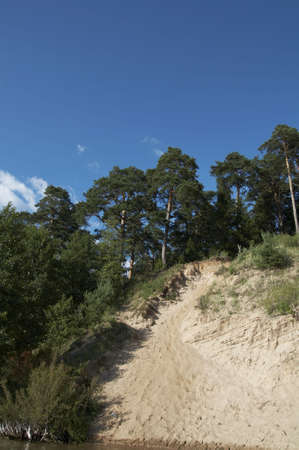 Pines on slope. Lithuania landscape with blue sky and cloudsの写真素材