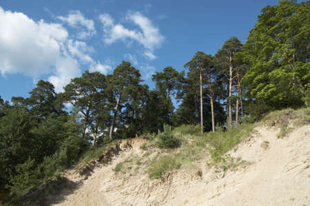 Pines on slope. Lithuania landscape with blue sky and cloudsの写真素材