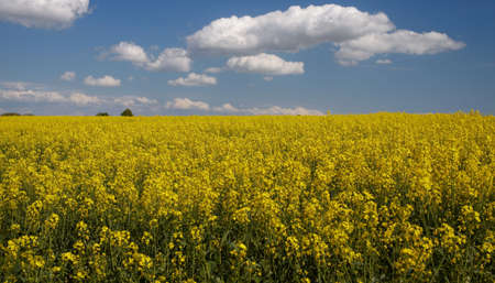 Landscape of colza field in Lithuania. Photo taken in May 2009 in Lithuania