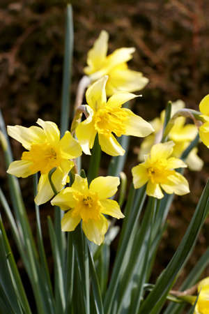 Flower Hyacinth born with the first spring sunの写真素材