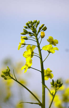 Close up of a yellow rape plant
