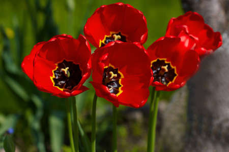 Closeup of red tulips in a group.の写真素材