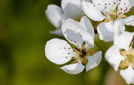 Blooming pear tree. Close up image. Spring, 2010