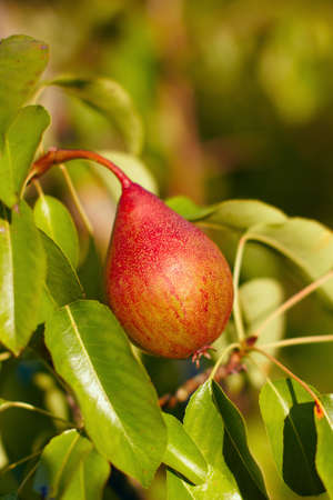 Little Red Pear on Treeの写真素材
