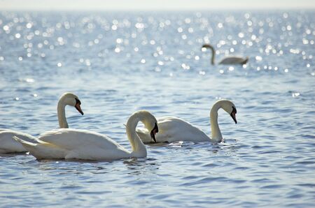 Floating swans. の写真素材