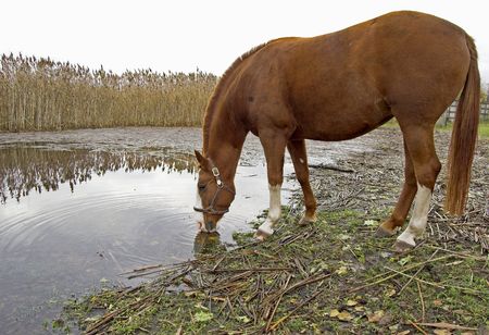 The horse drinks water from the river.の写真素材