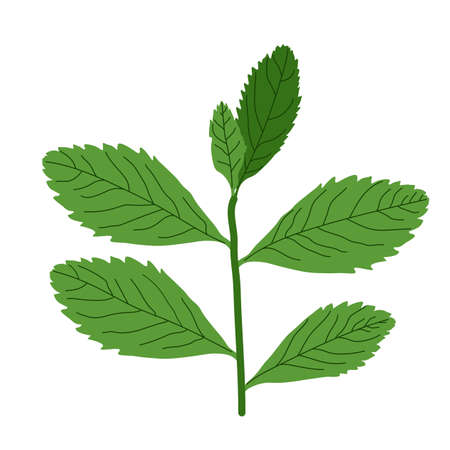 vector illustration of abstract leafのイラスト素材