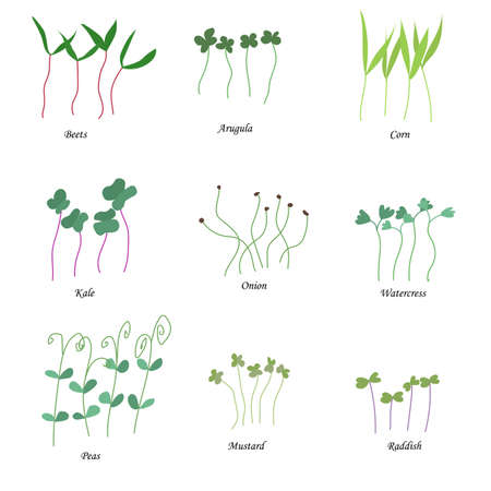Vector set of microgreens. Herbs - peas, onions, corn, collards, mustard, watercress, arugula, beets. Growing plants at homeのイラスト素材