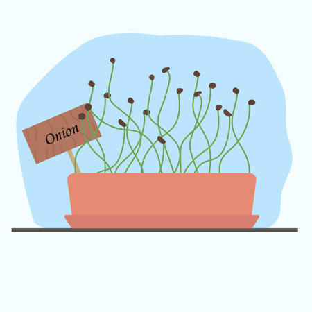 microgreens onions in a clay pot grown at home. Vector illustration with home useful plants, vegetable garden on the windowsillのイラスト素材