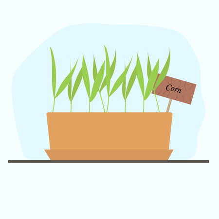 microgreen corn in a clay pot grown at home. Vector illustration with home useful plants, vegetable garden on the windowsillのイラスト素材