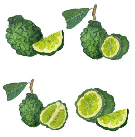 Bergamot with leaves watercolor illustration. Set of hand drawn watercolor bergamots. Design for...