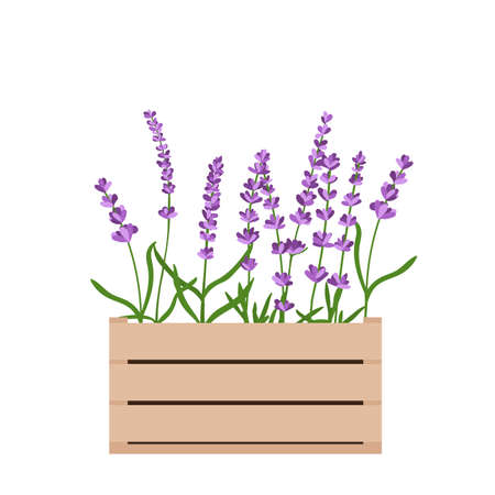 Lavender flowers in a wooden flower box.Vector illustration isolated on white background.のイラスト素材
