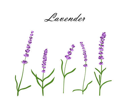 Collection of lavender flowers.Vector illustration of lavender flowers isolated on white background.のイラスト素材