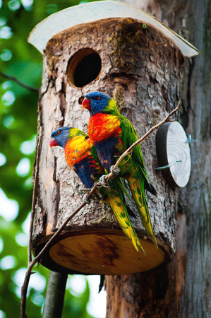 a couple of parrotsの写真素材