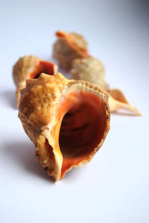 Marine cockleshells