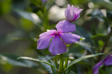 Dew drops on a pink catharanthus roseus on a beautiful morningの写真素材