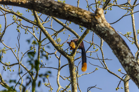 orange tailed indian giant squirrel perched on a tree