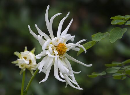 white chrysanthemum blossoming in a park in Swedenの写真素材