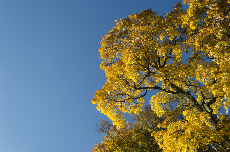 beautiful fall foliage looking golden in sunight against the blue sky on a bright sunny dayの写真素材