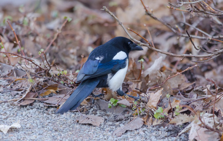 Eurasian magpie in a parkの写真素材