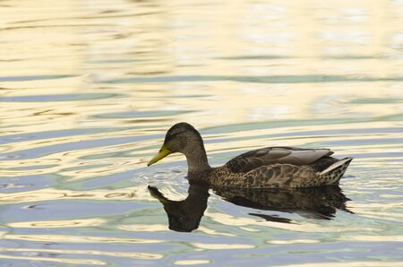 Mallard swimming in a pondの写真素材