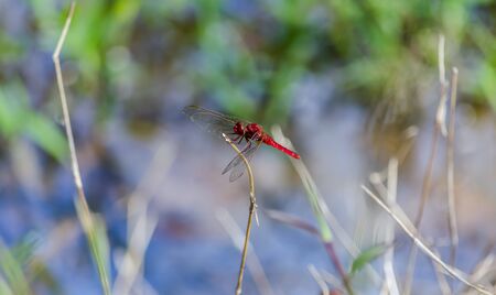 red dragon fly sitting on a branchの写真素材