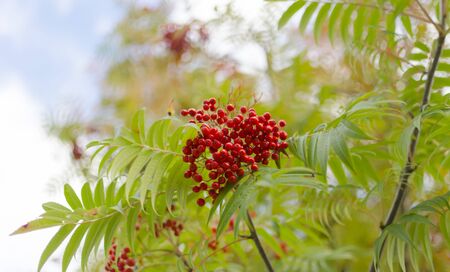 Rowan berries are very common in Swedenの写真素材