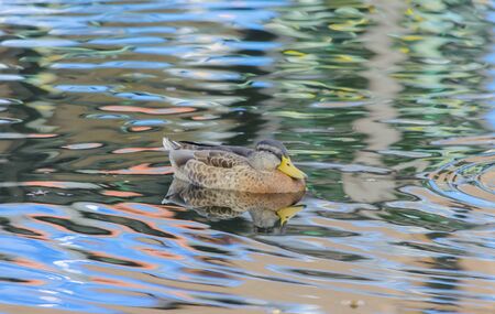 Mallard with colorful reflectionの写真素材