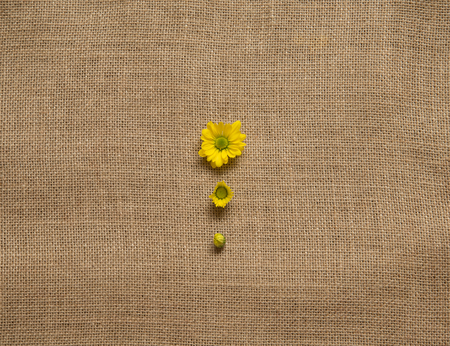 three stage of flowering camomile on burlap backgroundの写真素材